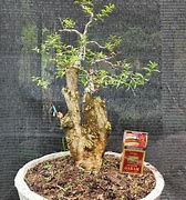 Bonsai Anting Putri Mikro